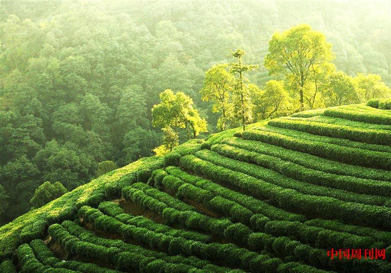 中國最北的茶田 北緯32度 海拔800米.jpg