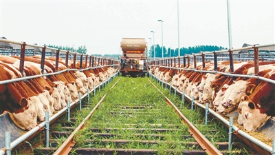 沈陽(yáng)“?；亍迸嘤腋！绊敿?jí)牛”