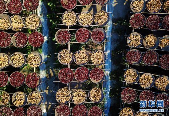 （美麗中國）（4）福建尤溪：詩意桂峰 曬秋人家