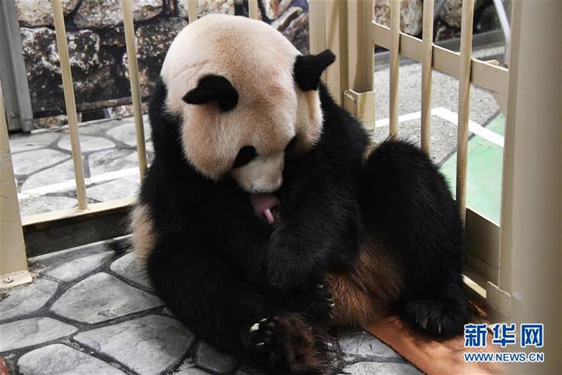 (國際)(2)又一大熊貓寶寶在日本誕生