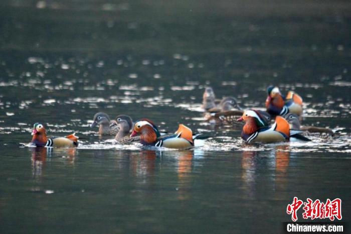 圖為“朱熹故里”江西婺源縣新編大型婺源徽劇《朱子還鄉(xiāng)》演出畫面。(資料圖) 劉占昆 攝