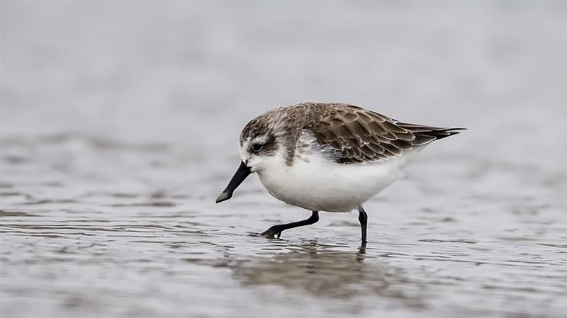 1月8日，一只勺嘴鷸在閩南晉江深滬灣灘涂覓食。