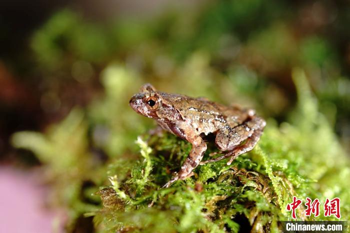 百山祖角蟾。　王斌 攝