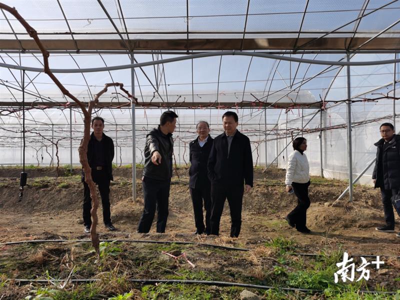 赴基層調(diào)研現(xiàn)代農(nóng)業(yè)產(chǎn)業(yè)發(fā)展。