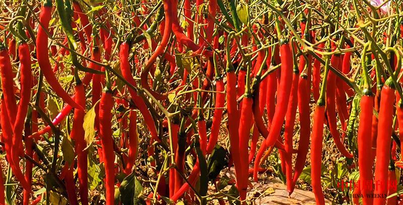 IMG_20200827_102931_副本_副本_副本.jpg IMG_20200827_102931_副本_副本_副本.jpg