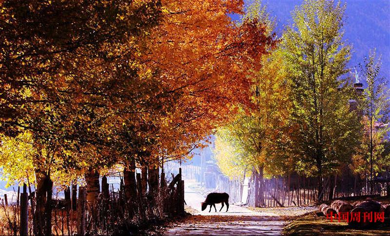 香格里拉秋色1.jpg 香格里拉秋色1.jpg