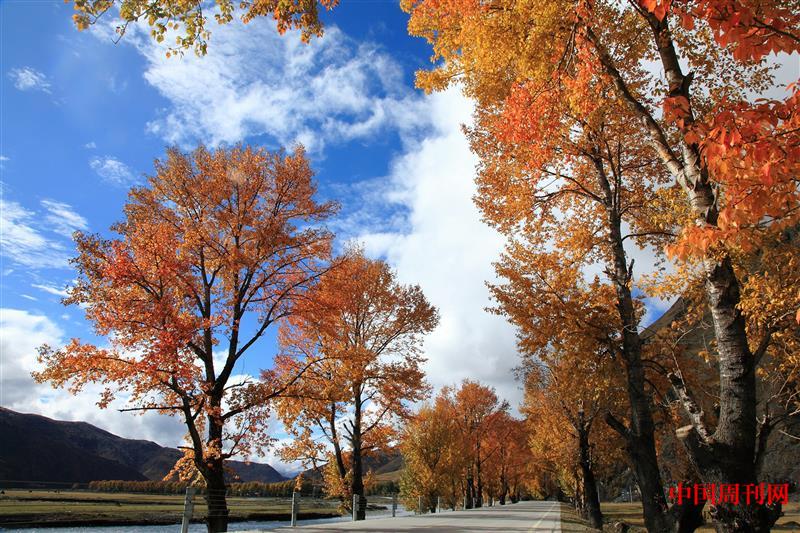 金黃的胡楊林.jpg 金黃的胡楊林.jpg