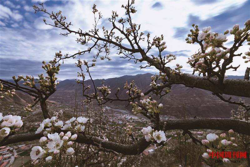 含苞待放的梨花.jpg 含苞待放的梨花.jpg