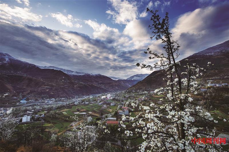 金川梨鄉(xiāng).jpg 金川梨鄉(xiāng).jpg