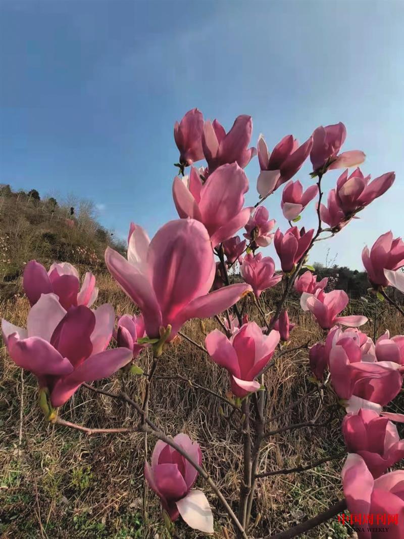 玉蘭花開(kāi) 雷冰 攝影.jpg