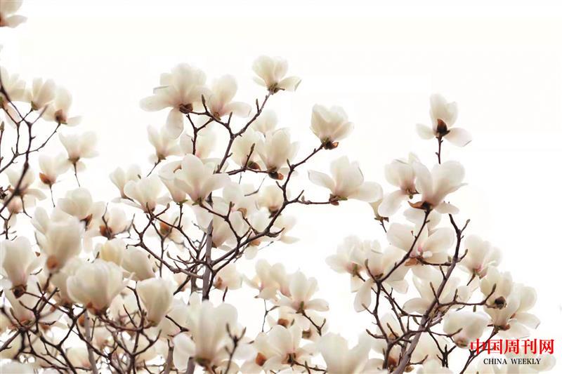 玉蘭花-洛寧縣花 矯慶豐攝影1.jpg