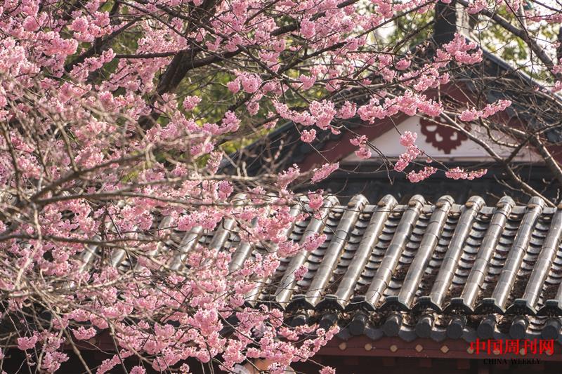 攝圖網(wǎng)_507699427_春天古建筑旁盛開(kāi)的早櫻(企業(yè)商用).jpg 攝圖網(wǎng)_507699427_春天古建筑旁盛開(kāi)的早櫻(企業(yè)商用).jpg