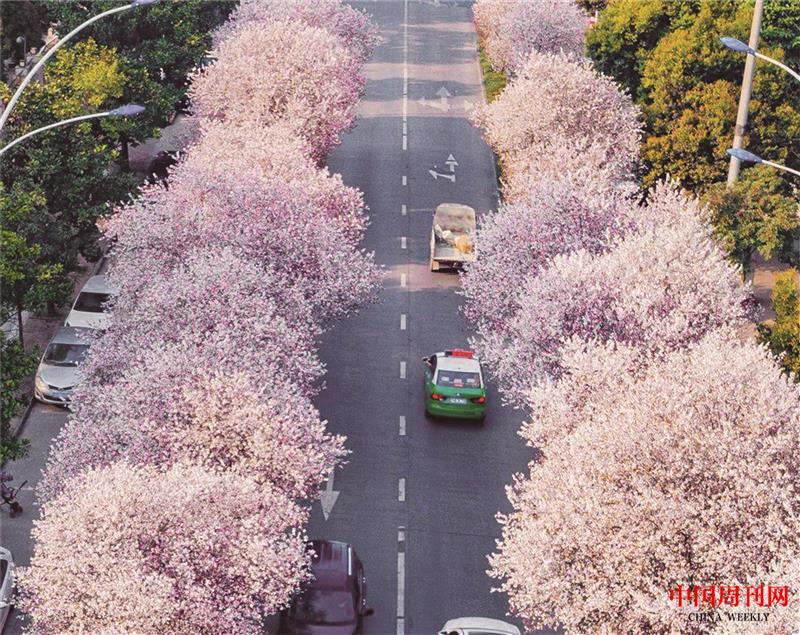 中國(guó)櫻花第一城:四川眉山.jpg 中國(guó)櫻花第一城:四川眉山.jpg