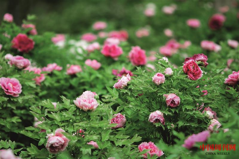 攝圖網(wǎng)_500978687_洛陽牡丹甲天下(企業(yè)商用).jpg 攝圖網(wǎng)_500978687_洛陽牡丹甲天下(企業(yè)商用).jpg