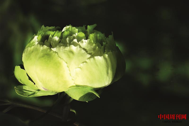 綠牡丹2.jpg 綠牡丹2.jpg