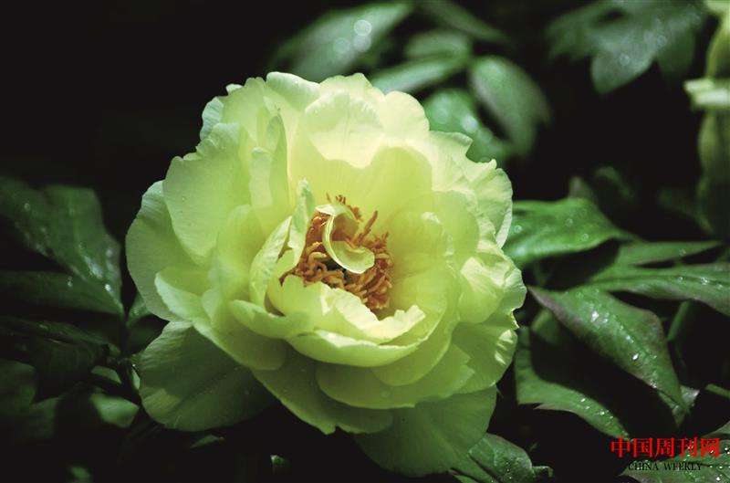 綠色牡丹.jpg 綠色牡丹.jpg