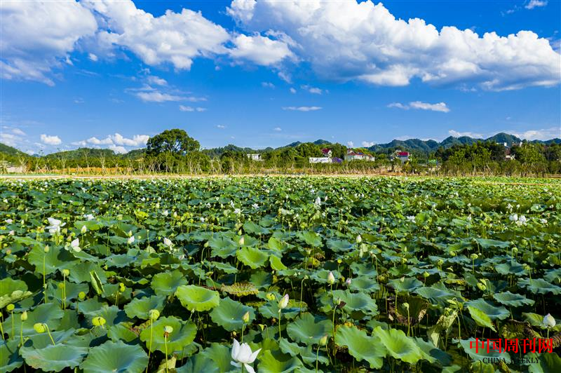 稿25-同心村“蓮心灣”400畝荷塘競相綻放.png