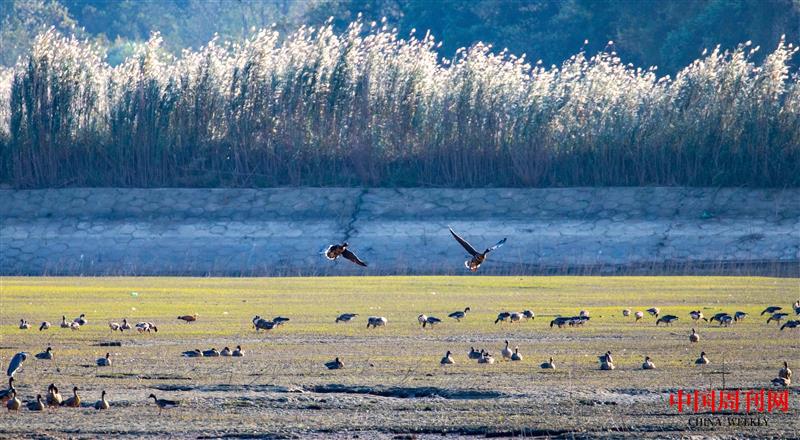 鄱陽湖越冬候鳥.jpg