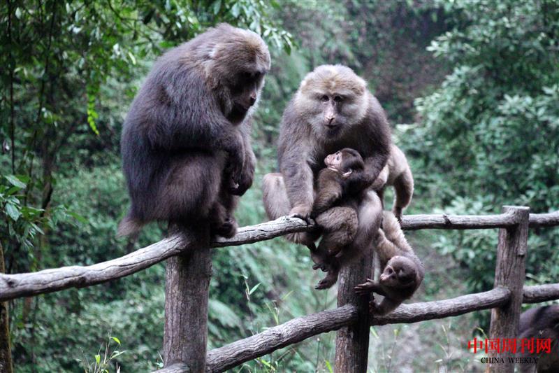 攝圖網_501584304_峨眉山野生呆萌猴子一家(企業(yè)商用).jpg 攝圖網_501584304_峨眉山野生呆萌猴子一家(企業(yè)商用).jpg